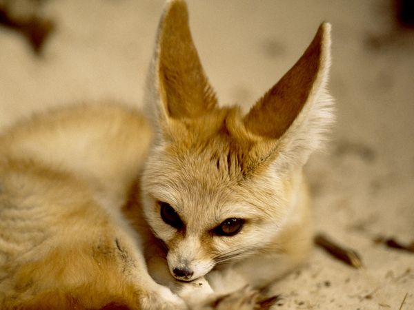 Fennec fox - Wikipedia