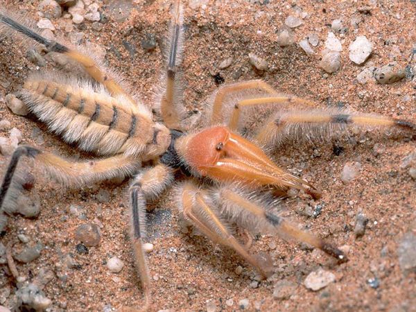 largest camel spider