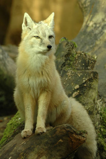 different kinds of foxin the world different kinds of foxin the world