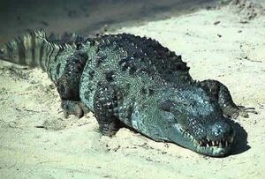 Mugger crocodile - Wikipedia