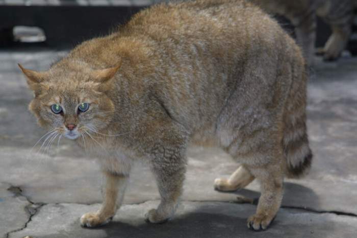 Chinese mountain cat - Wikipedia