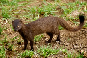 Interesting Facts:
Little else is known about the Long-Nosed Mongoose.