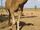Dromedary(Arabian) Camel