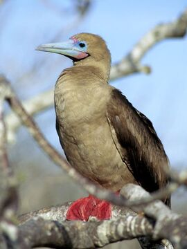 Red-Footed Booby