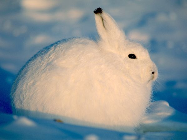 Arctic Hare | Animal of the world Wiki | Fandom