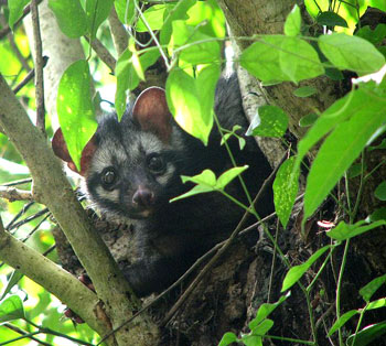 パームシベット（Asian palm civet）♂ 頭骨（老成個体　大）A 即納 ☆ パームシベット（Asian palm civet）♂ 頭骨（老成個体
