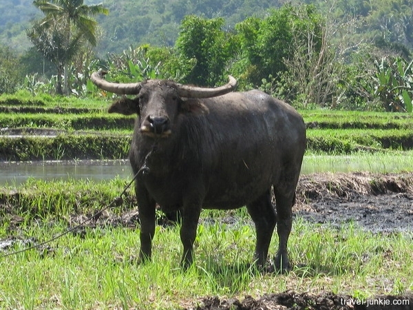 Water Buffalo Facts: Discover An Important Asian Domestic Animal