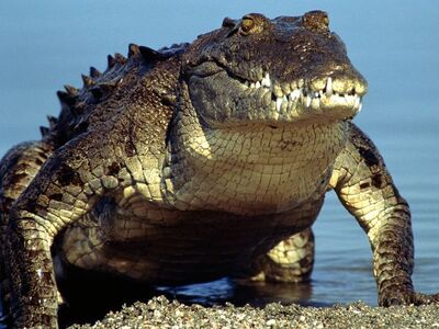 American Crocodile | Animal of the world Wiki | Fandom