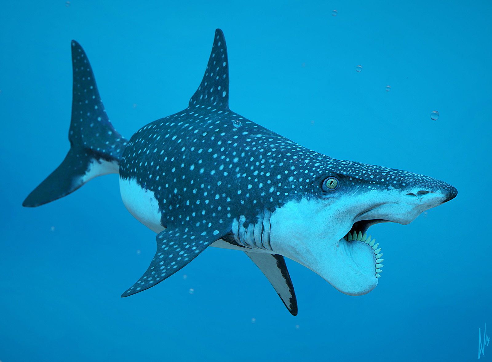 helicoprion shark facts