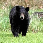 Black Bear