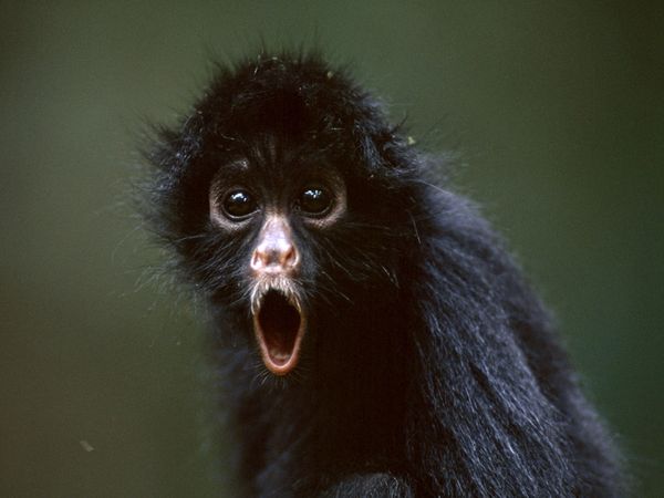 SPIDER MONKEY  Significado, definição em Dicionário Cambridge inglês