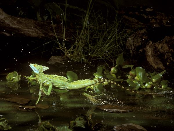 green basilisk lizard running on water