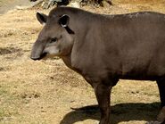 Tapir