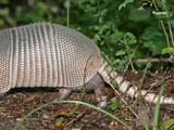 Armadillo