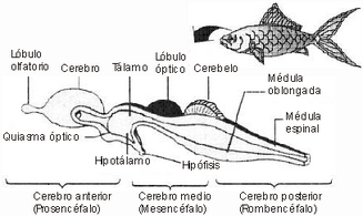 Sistema nervioso del pez