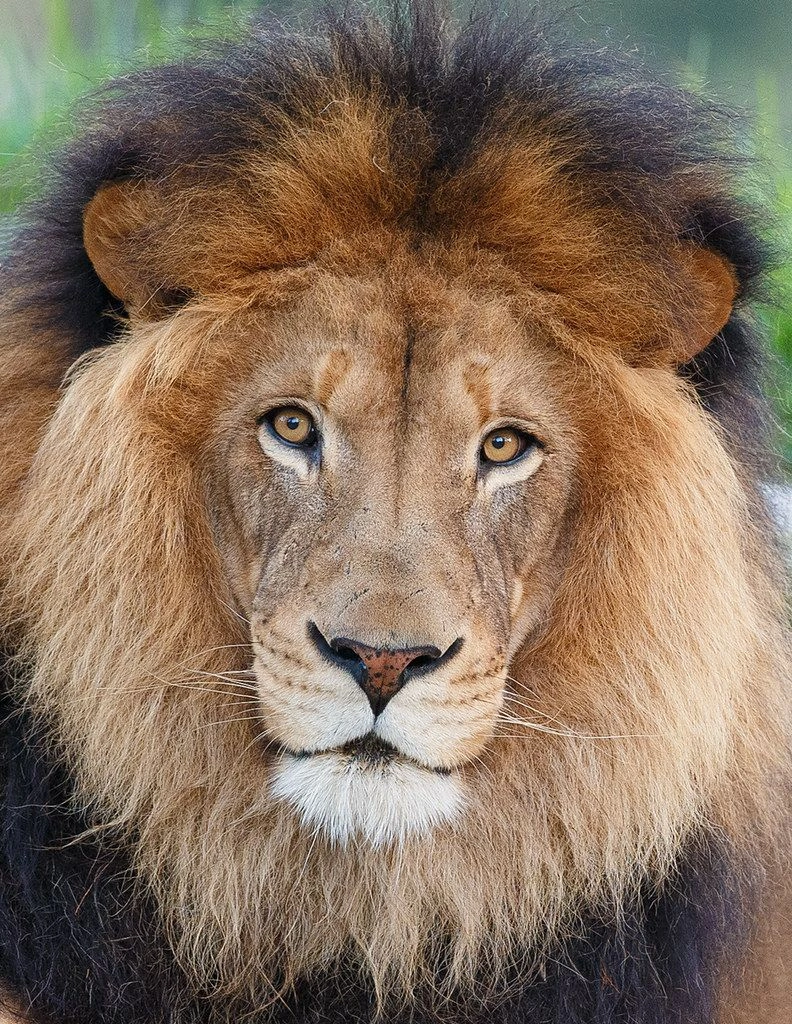 León | Wiki Animalpedia | Fandom, image size:792x1024