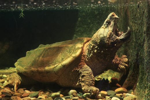 Alligator-Snapping-Turtle-Reptile