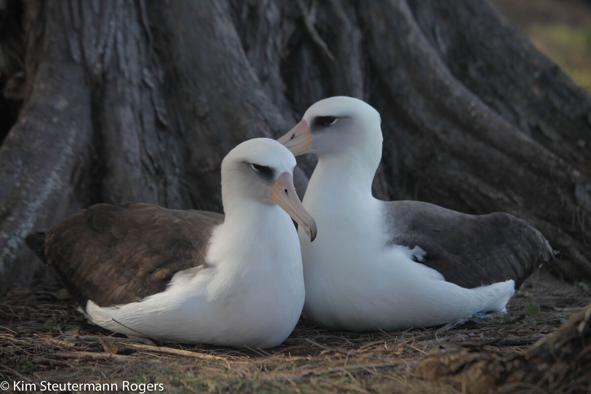 albatross f1ee105ca3f19370b3b9d7211574b7