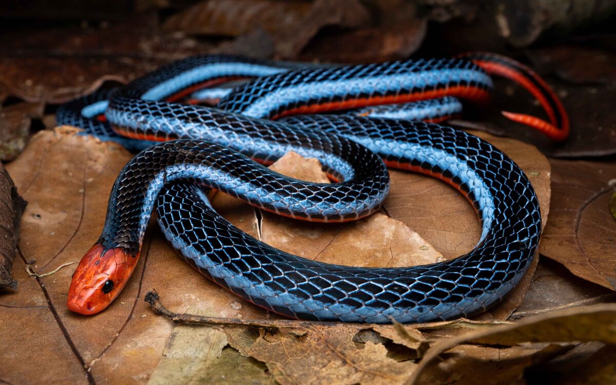 Habitat da cobra azul da Malásia. O nome científico desta bela cobra é  Calliophis bivirgatus.