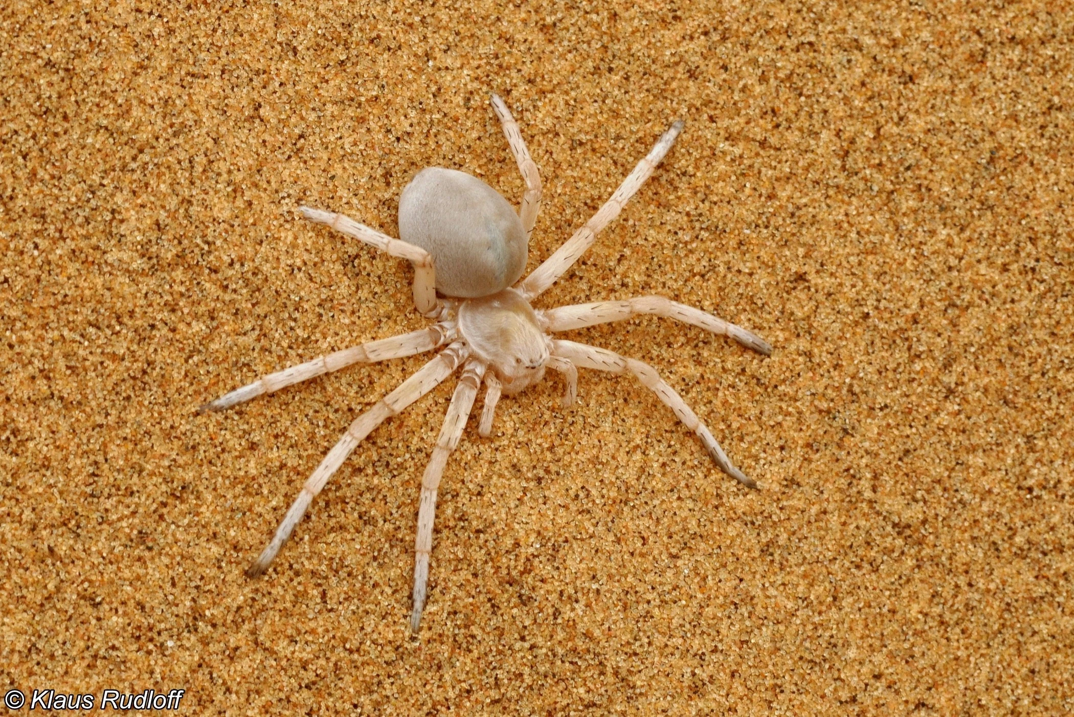 Huntsman Spider | The Most Extreme Wiki | Fandom, image size:2100x1402