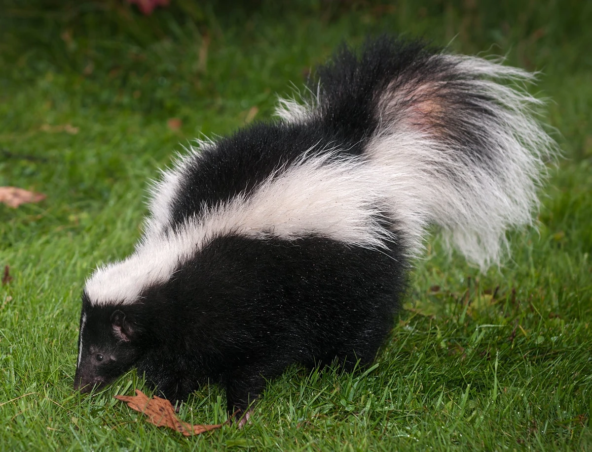 Skunk | The Most Extreme Wiki | Fandom