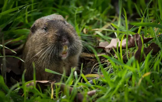 Pocket Gopher The Most Extreme Wiki Fandom
