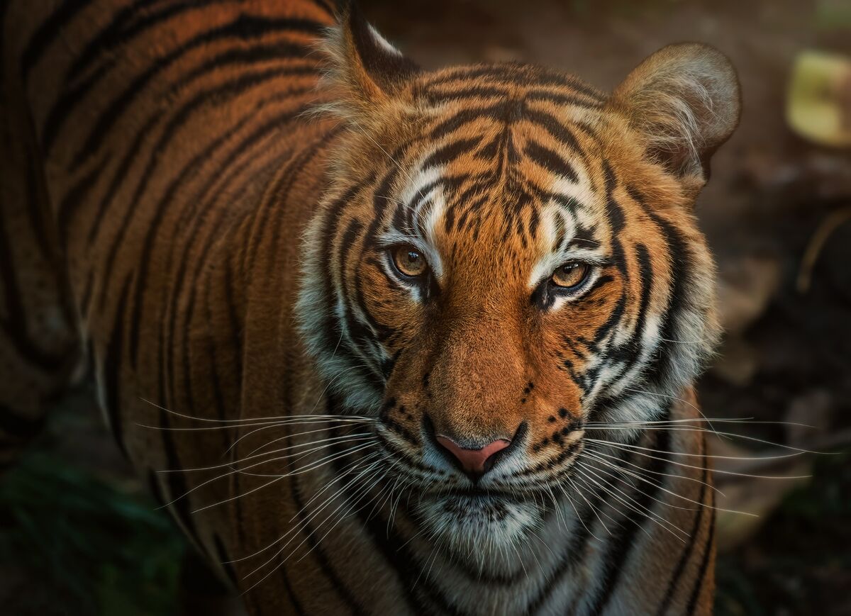 Bengal tiger(Maneater), Fear world Wiki