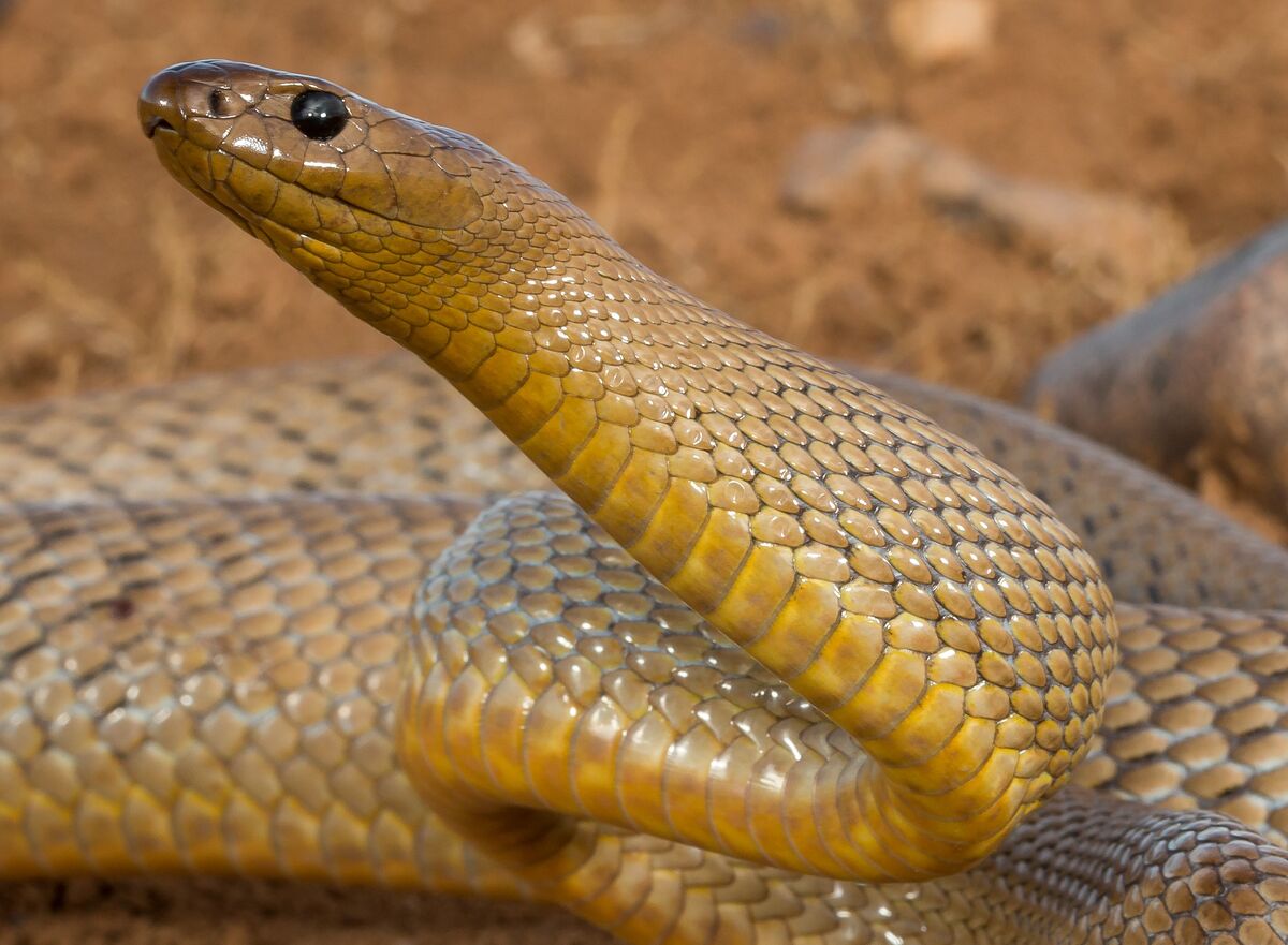 Самые ядовитые змеи фото. Тайпан змея. Внутриматериковый Тайпан. Тайпан Маккоя змея. Тайпан змея Австралии.