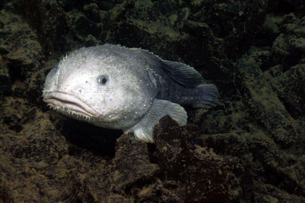 Blobfish the most extreme wiki fandom