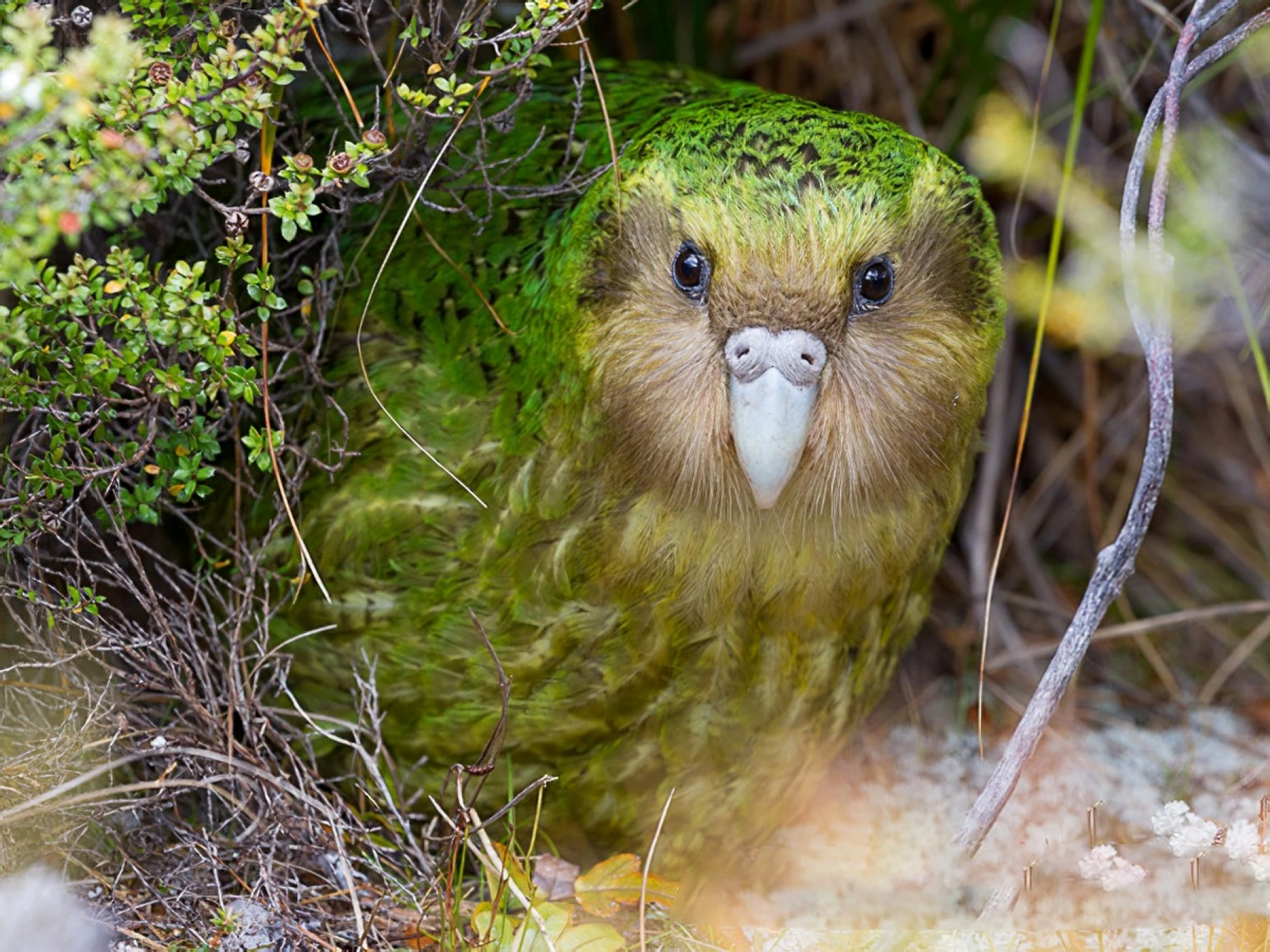 kakapo  latest?cb=20230503023942
