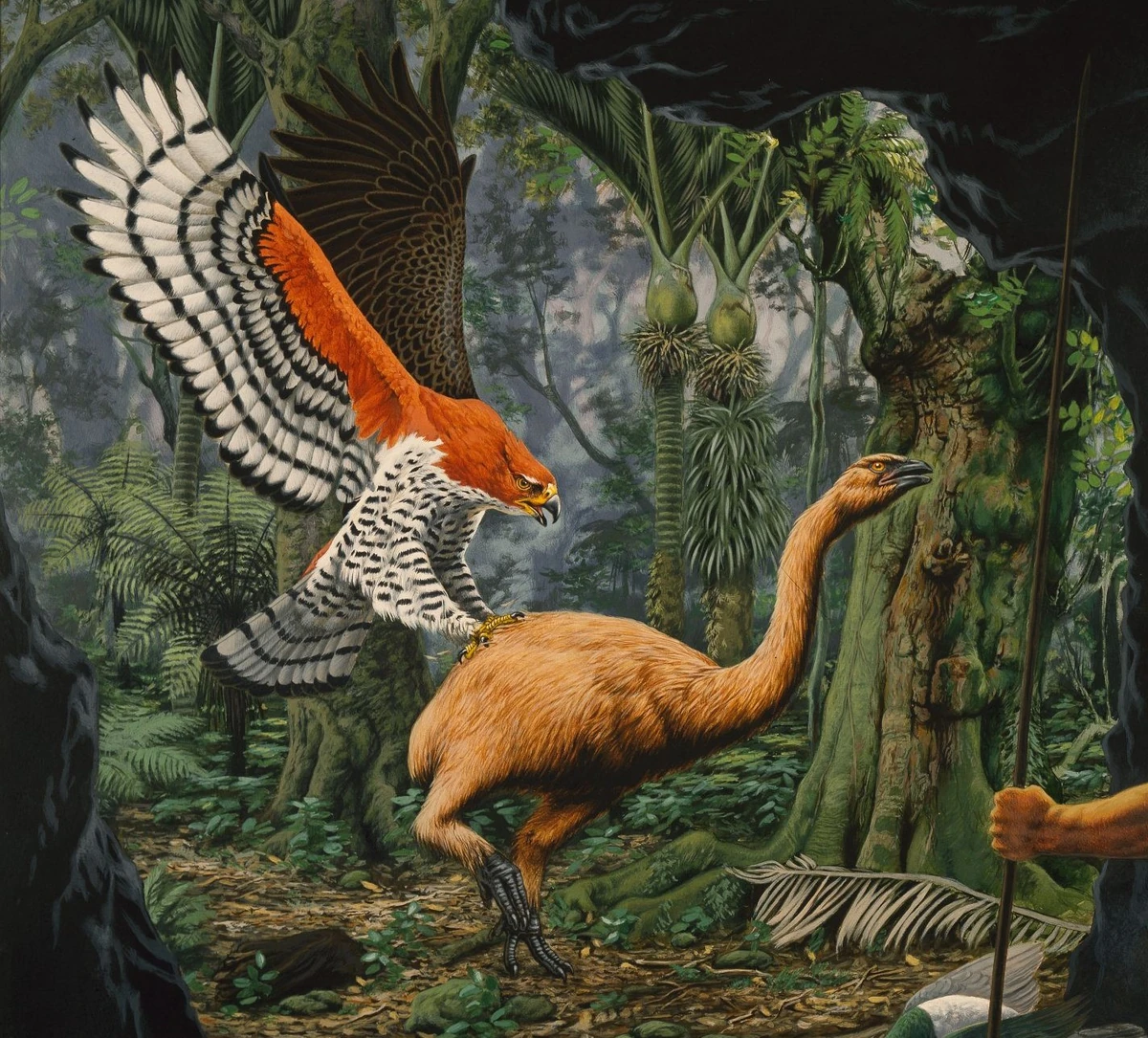 Haast's Eagle The Most Extreme Wiki Fandom