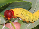 Skipper Caterpillar