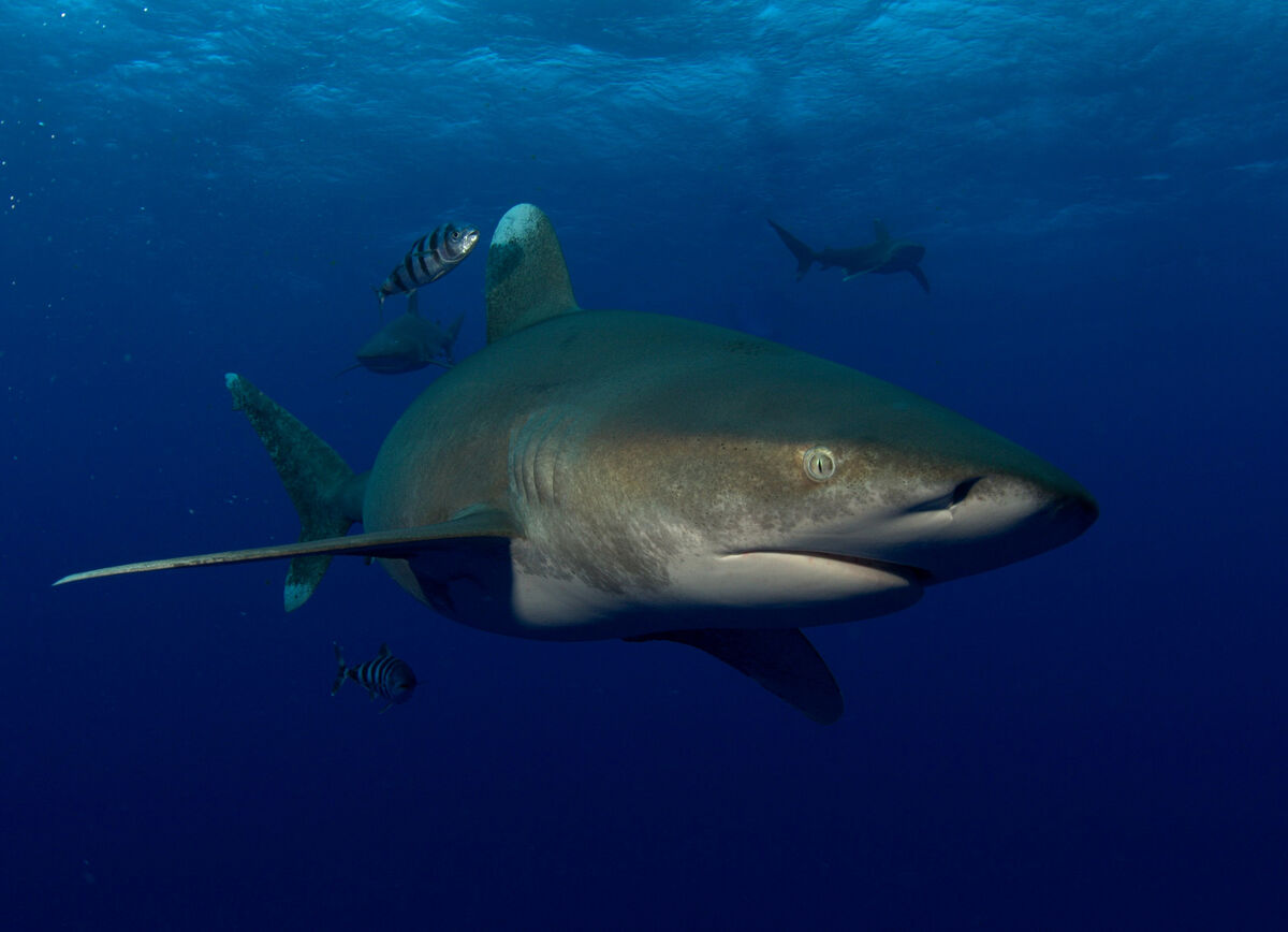 Oceanic Whitetip Shark | The Most Extreme Wiki | Fandom