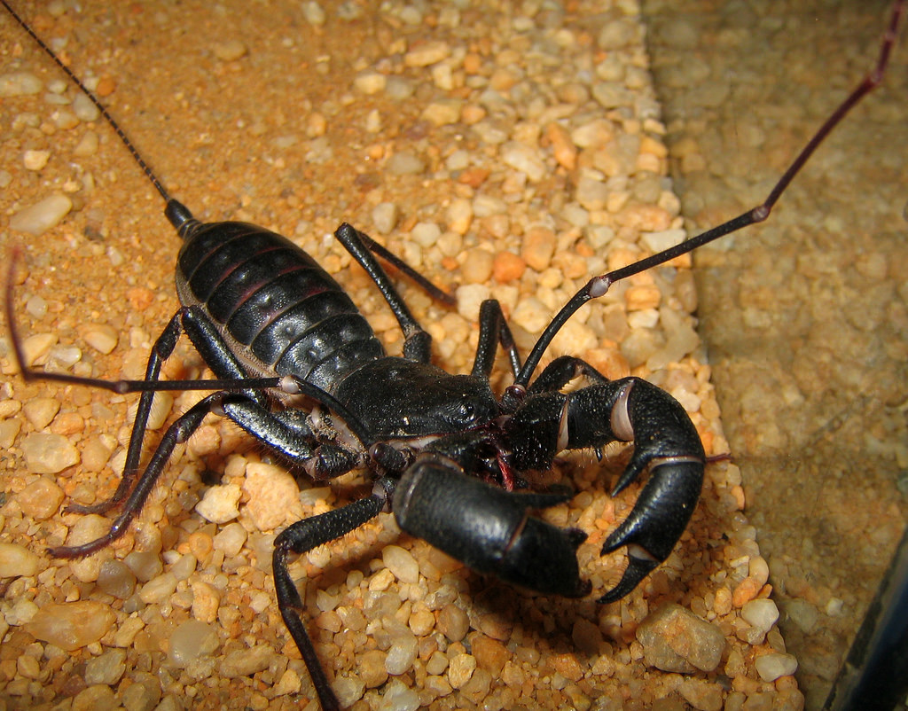 Whip Scorpion | The Most Extreme Wiki | Fandom Whip Scorpion | The Most Extreme Wiki | Fandom