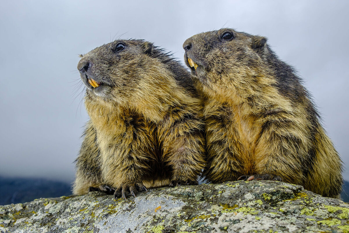 Groundhog | The Most Extreme Wiki | Fandom