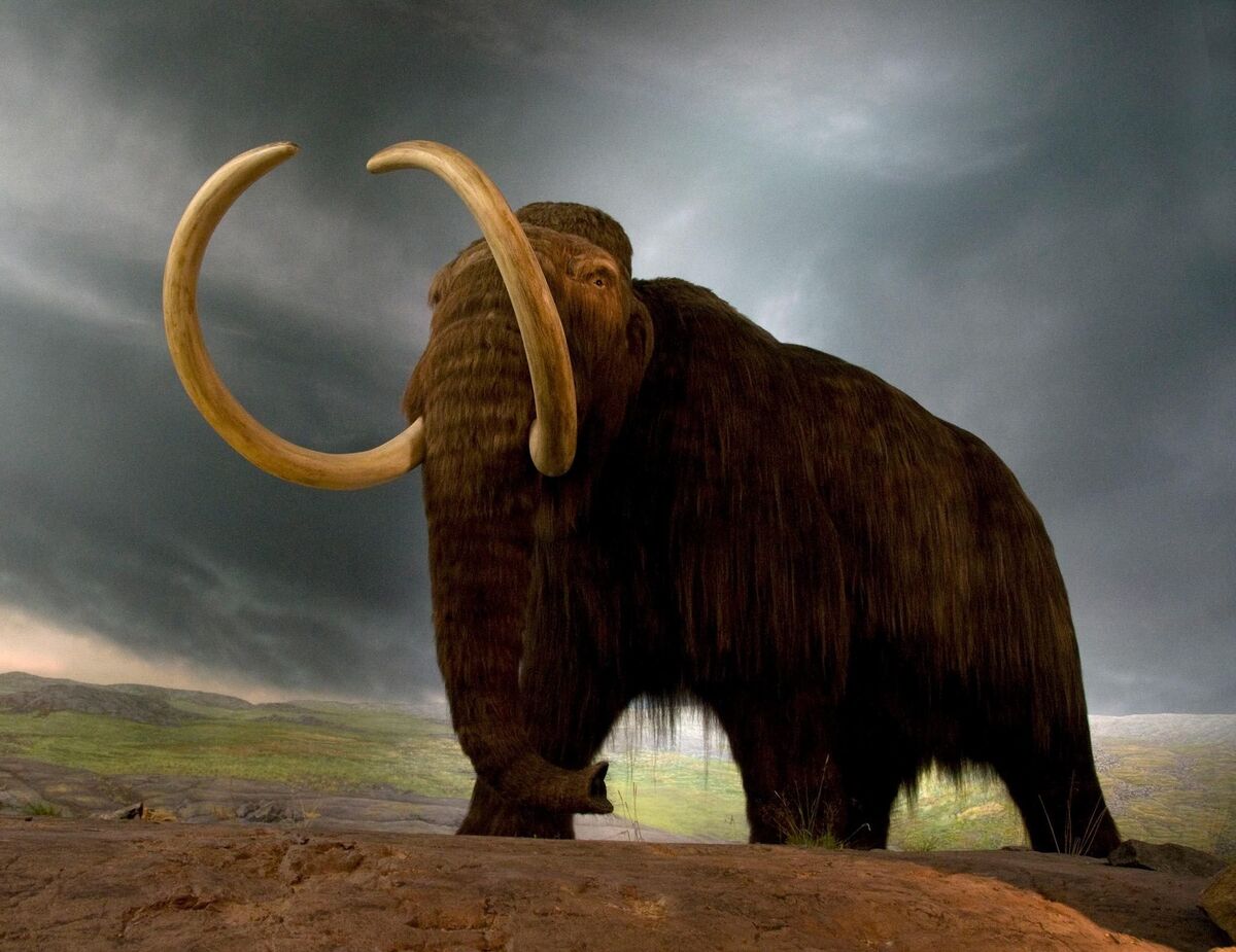 Mammoth | The Most Extreme Wiki | Fandom