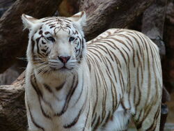 Bengal tiger(Maneater), Fear world Wiki