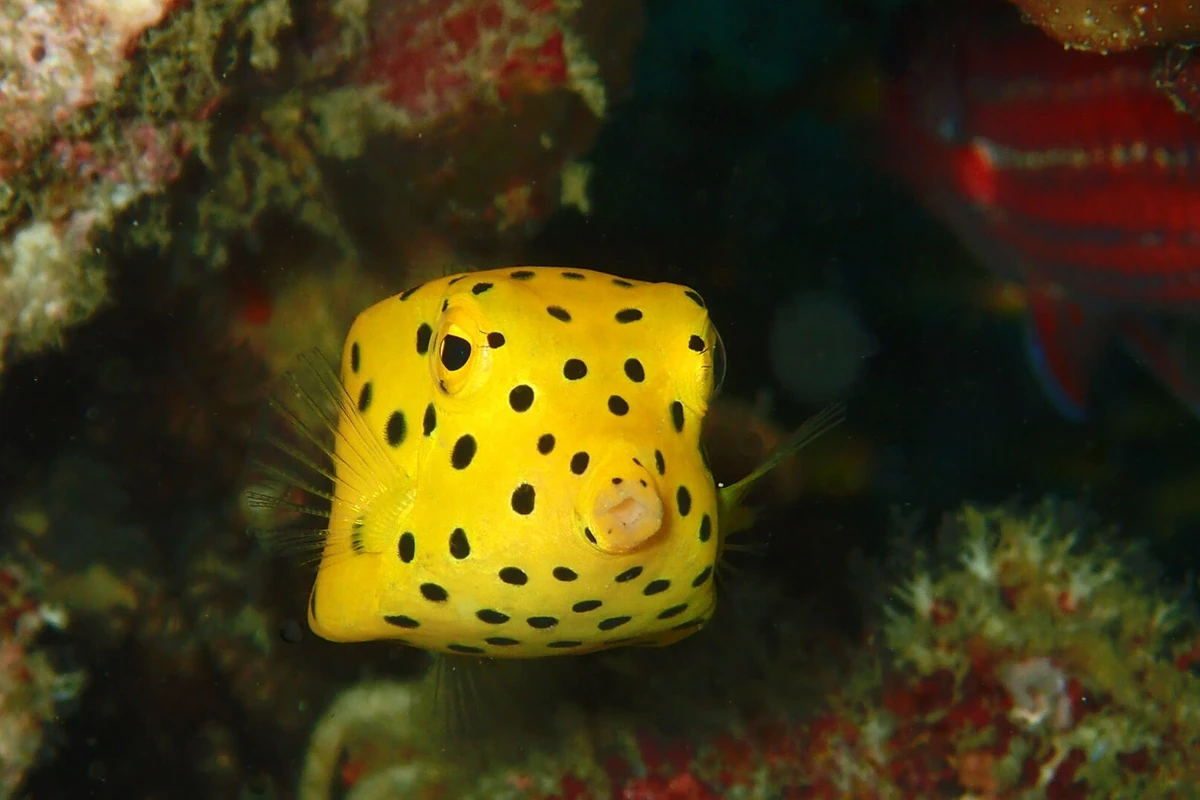 Boxfish | The Most Extreme Wiki | Fandom Boxfish | The Most Extreme Wiki | Fandom