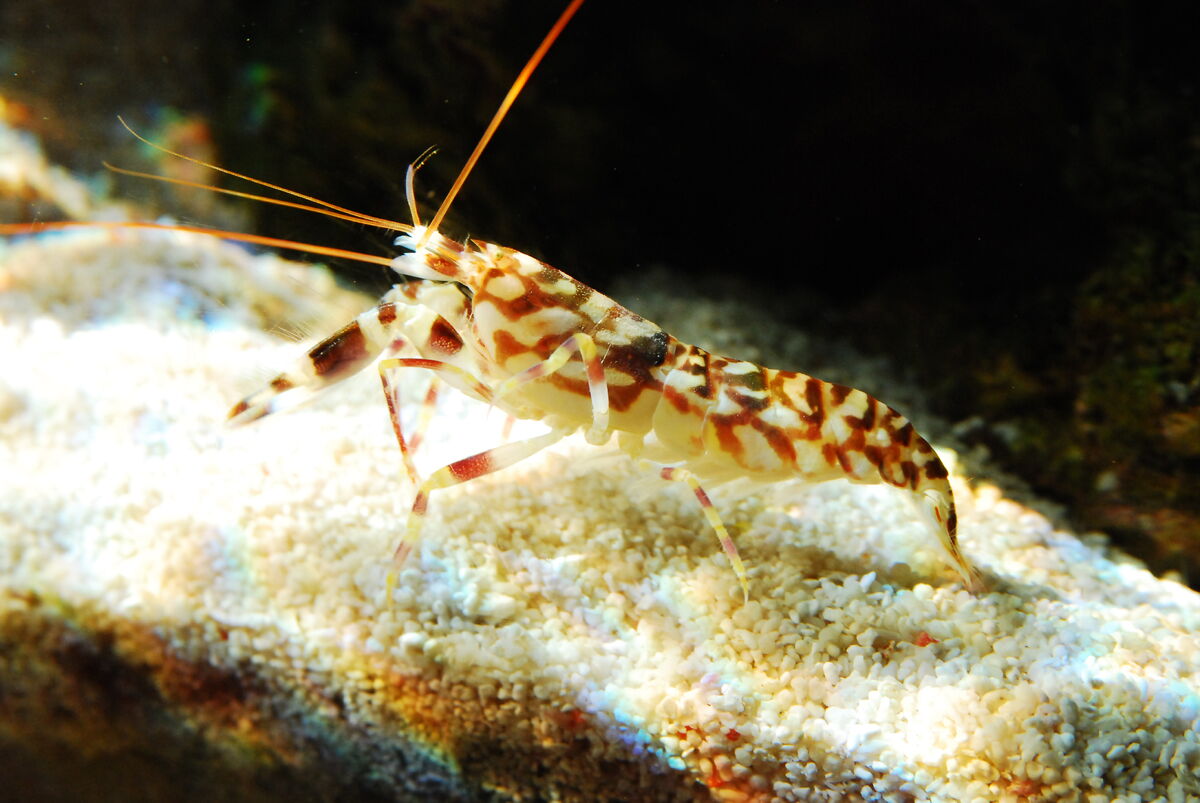 tiger pistol shrimp sound
