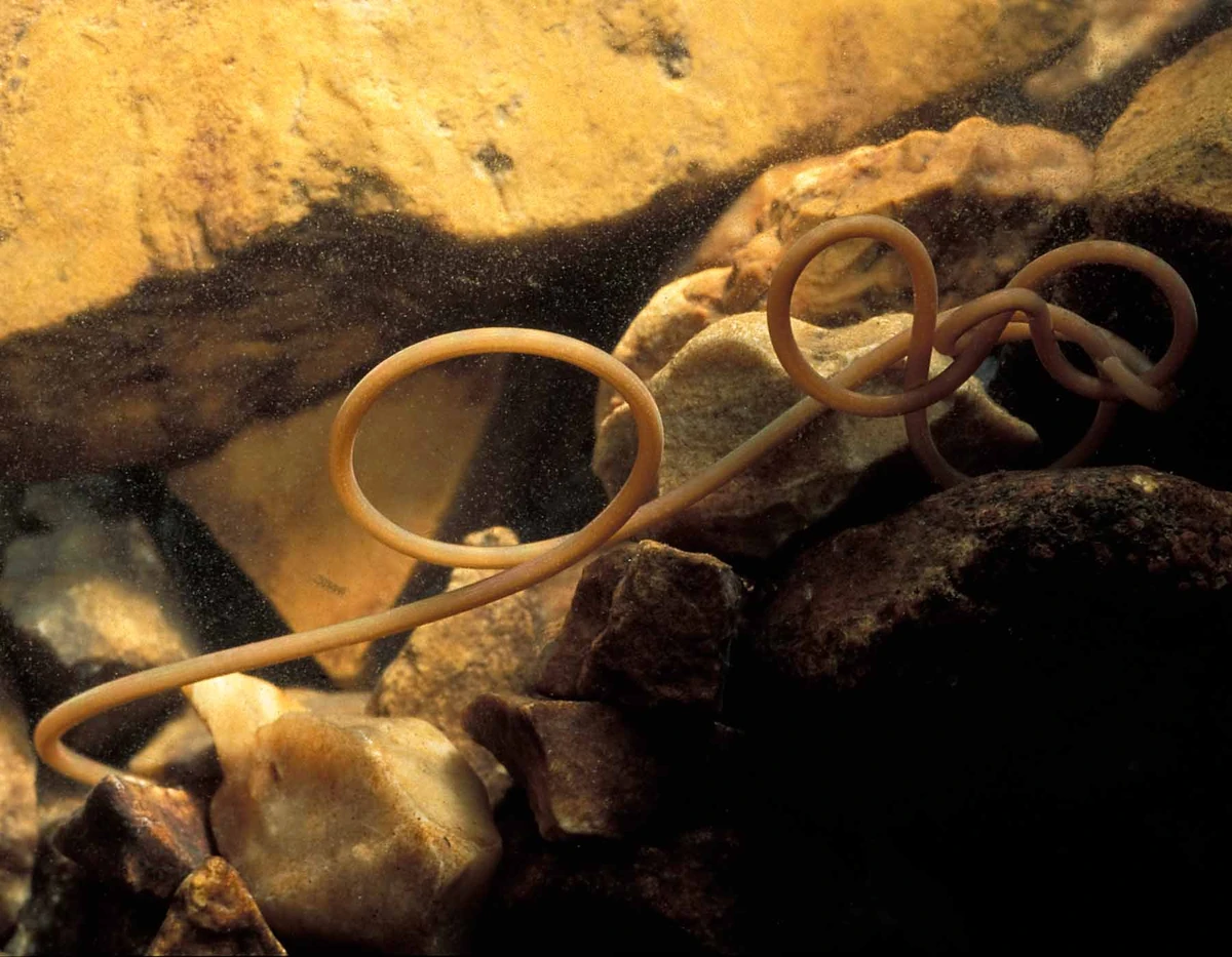 Horsehair Worm The Most Extreme Wiki Fandom