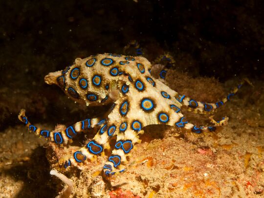 The year of the Blue Ringed Octopus