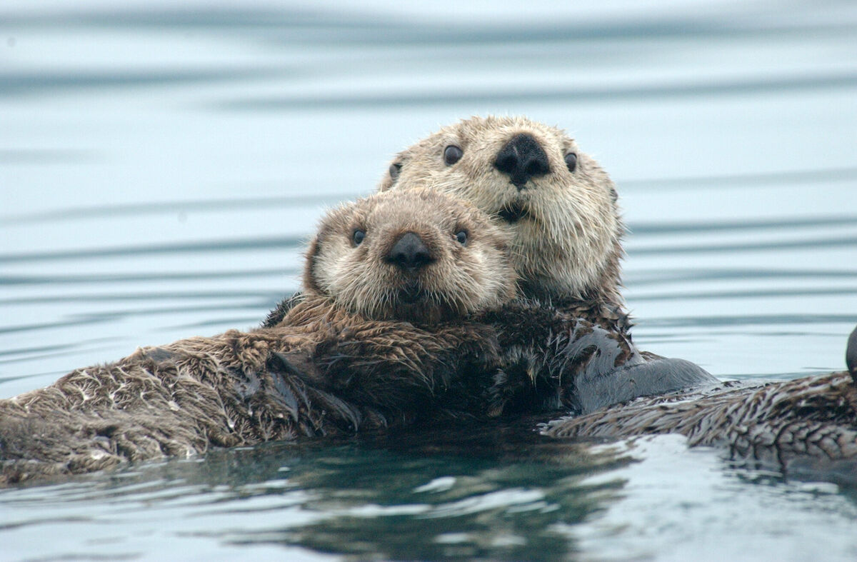 Amazon.com: Otter Art
