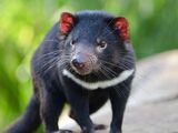 Tasmanian Devil