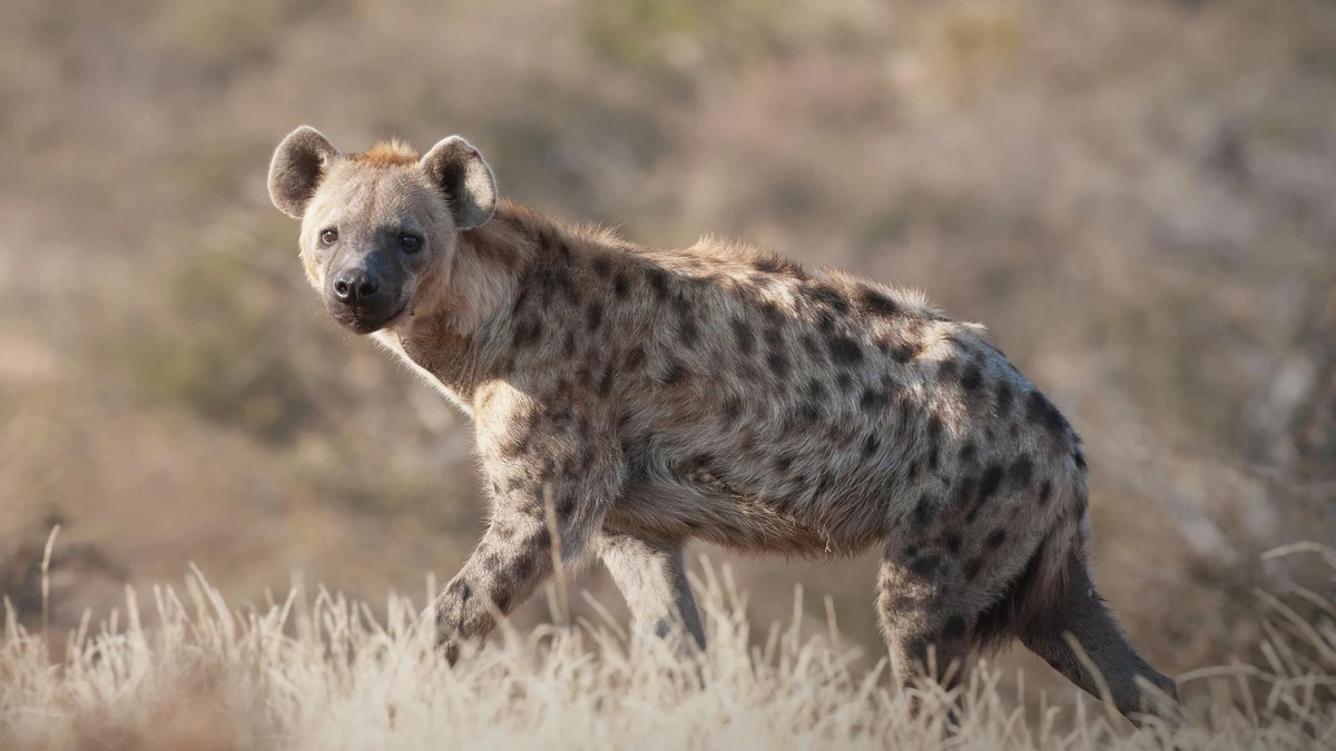 Hyena | The Most Extreme Wiki | Fandom