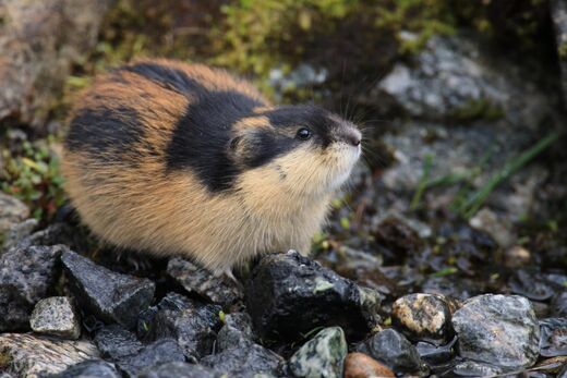 Lemming - Wikipedia