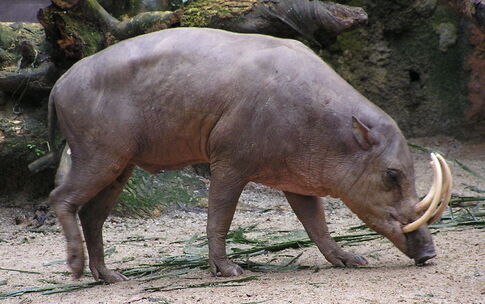 Babirusa | The Most Extreme Wiki | Fandom Babirusa | The Most Extreme Wiki | Fandom