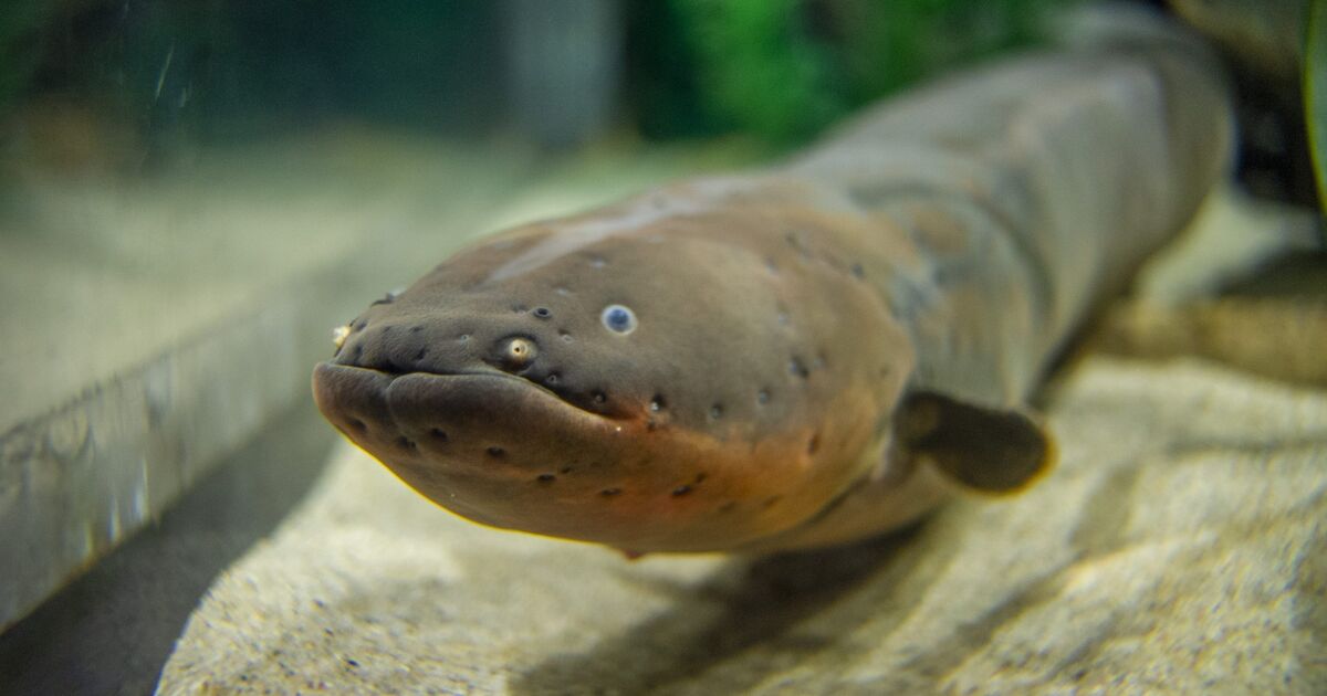 Electric Eel | The Most Extreme Wiki | Fandom