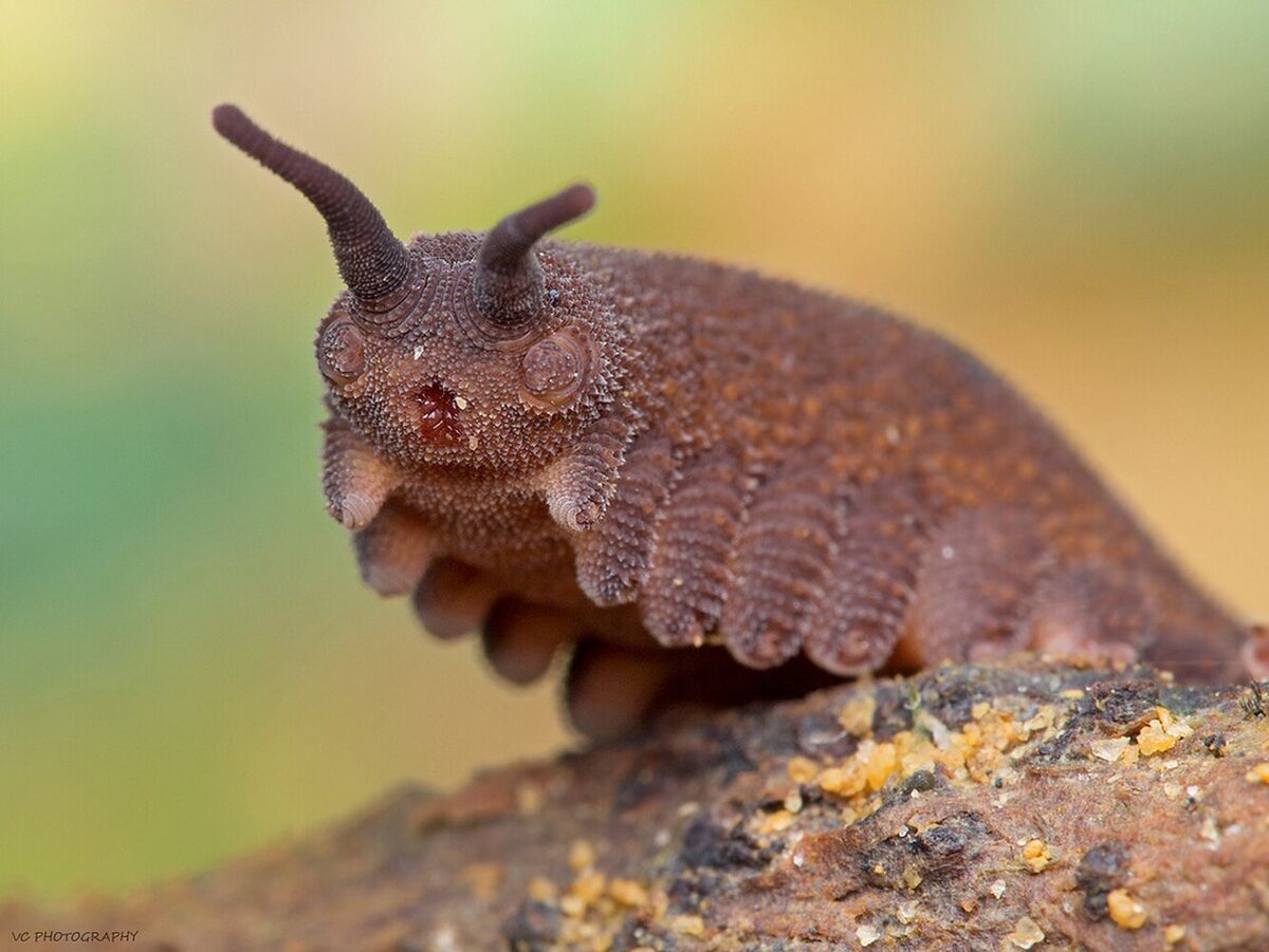 Velvet Worm | The Most Extreme Wiki | Fandom