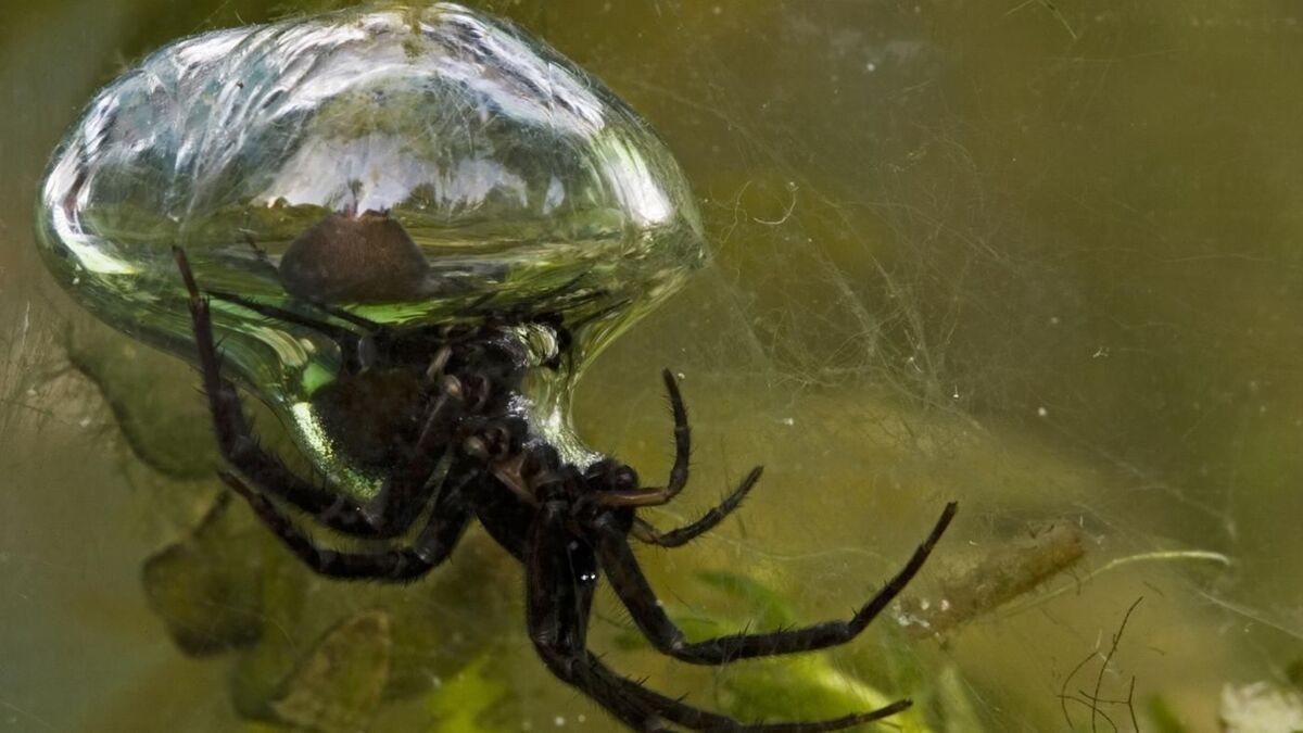 Diving Bell Spider The Most Extreme Wiki Fandom