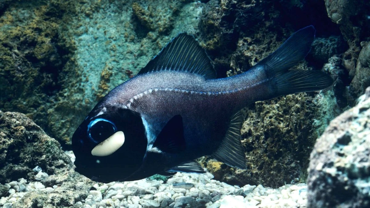 Flashlight Fish The Most Extreme Wiki Fandom